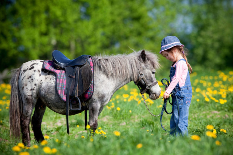100 Day Horse Challenge “Best Practices” Contest Winners Announced promo image