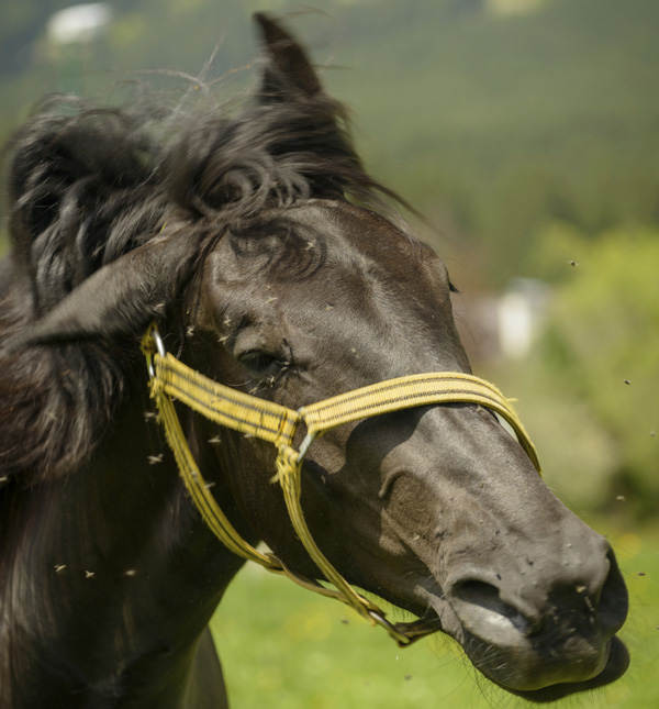 5 Tips from MSU to Protect Your Horse From Insects promo image