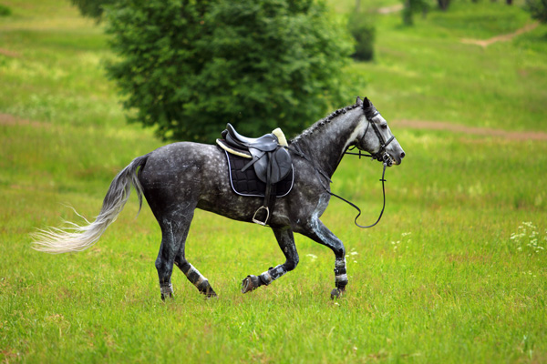 5 Ways to Keep Horse Shows Safer For Everyone promo image