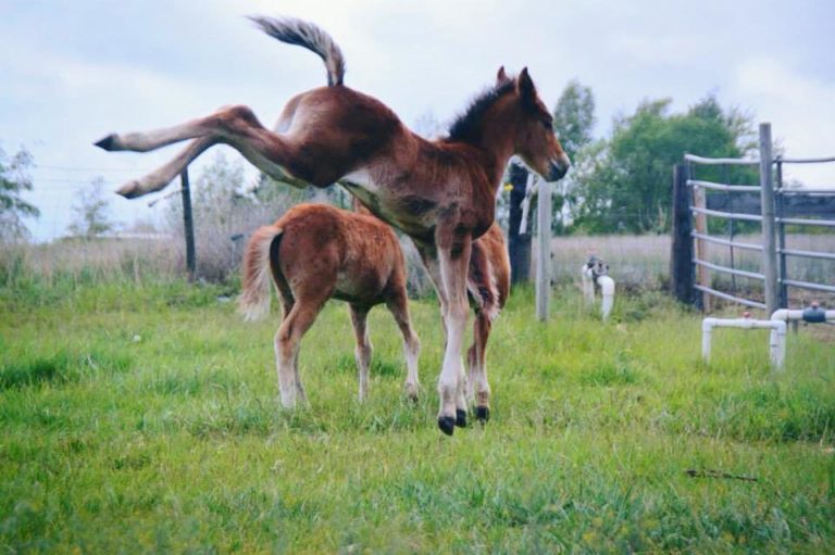 50 Orphan Wild Horse Foals Saved Each Year promo image