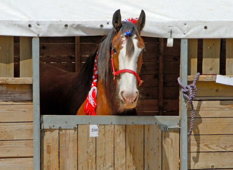8 Biosecurity Tips for Horse Show Season promo image