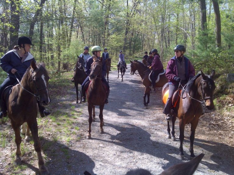 A Better Understanding of Equine Herpesvirus promo image