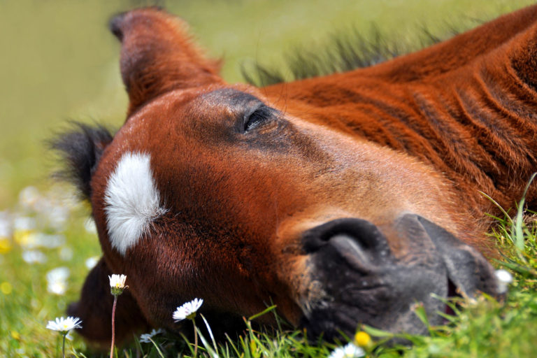 A Collection of Spring Stable Tips promo image