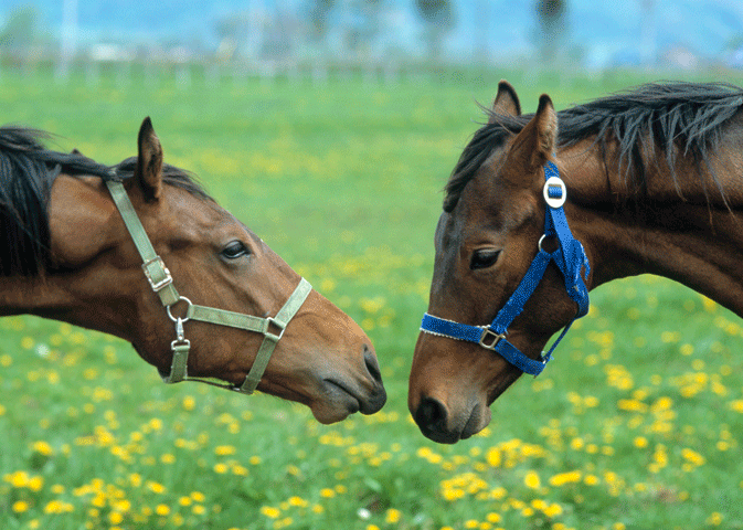 A Primer on Equine Strangles Prevention promo image
