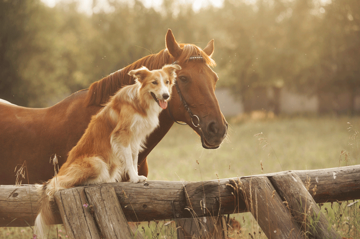 ACTHA's Dogs Get Relief promo image
