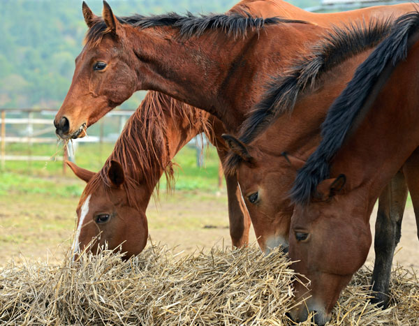 Advice on Choosing a Slow Feeder for Hay promo image