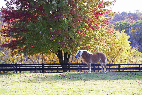 Advice to Help Avoid Colic when Transitioning to Hay promo image