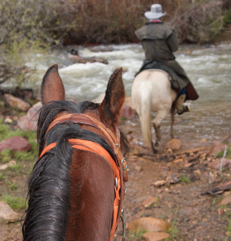 American Endurance Ride Conference Announces “My Favorite Trail” Essay Contest promo image