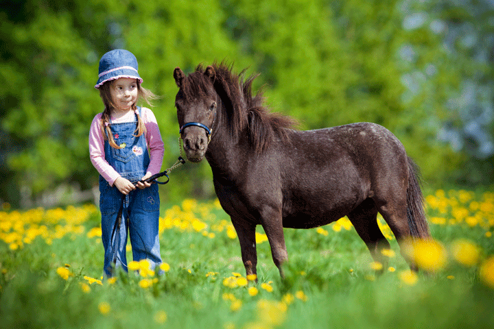 American Miniature Horse Registry To Hold 25th Anniversary National Championship Show in Tulsa promo image