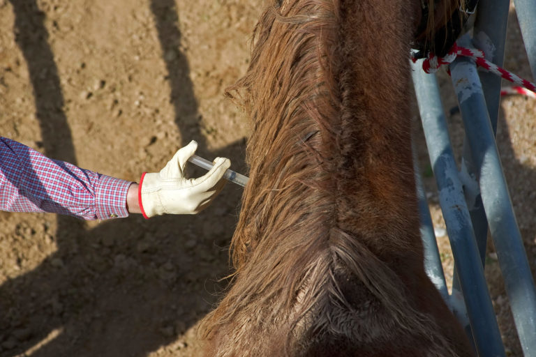 Analgesics on Hand at the Horse Farm promo image