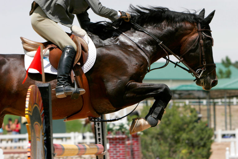 Anhidrosis in Horses promo image