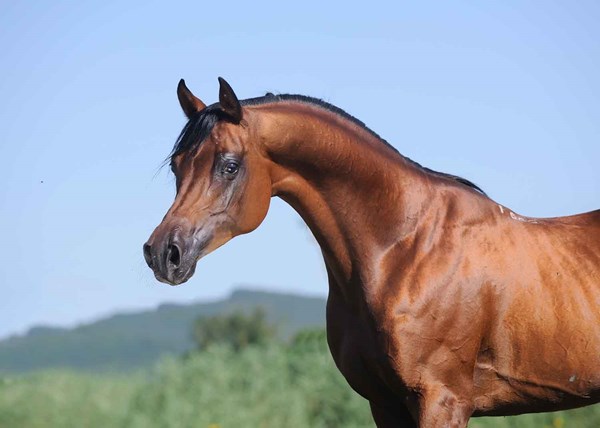Arab-stallion-1500