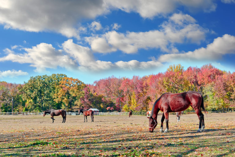 autumn-pasture-horse-iStock-480625272-2400