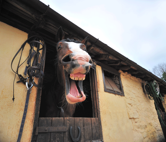 Avoiding Boredom-Based Naughty Behaviors in Stall-Bound Horses promo image