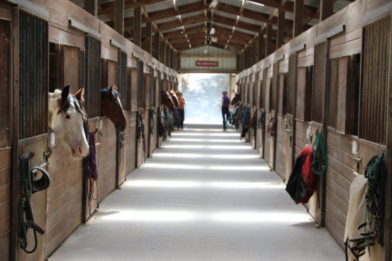 barn-aisle-horse-heads-488536888_5472x3648-2400