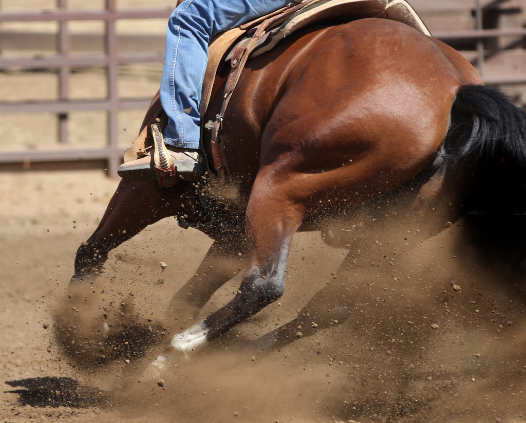 Feeding the Sick or Injured Horse | Stable Management