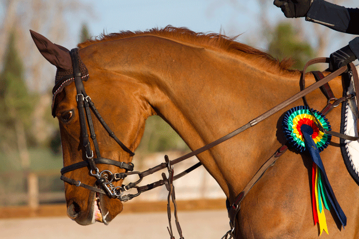 Basic Biosecurity for Horse Farms and Stables promo image