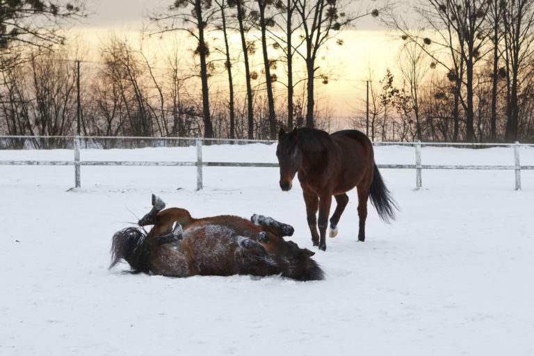 Basic First Aid for the Horse promo image