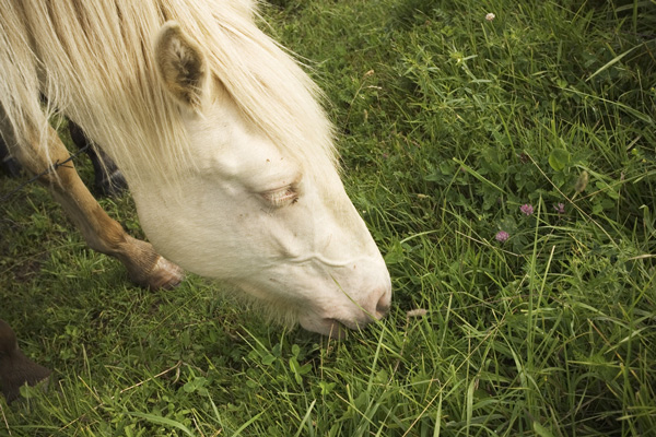 Beware Early Spring Lush Grass promo image