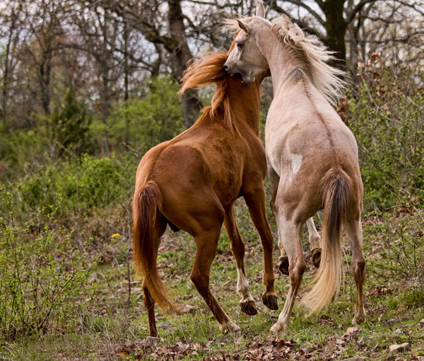 biting-horse-fighting