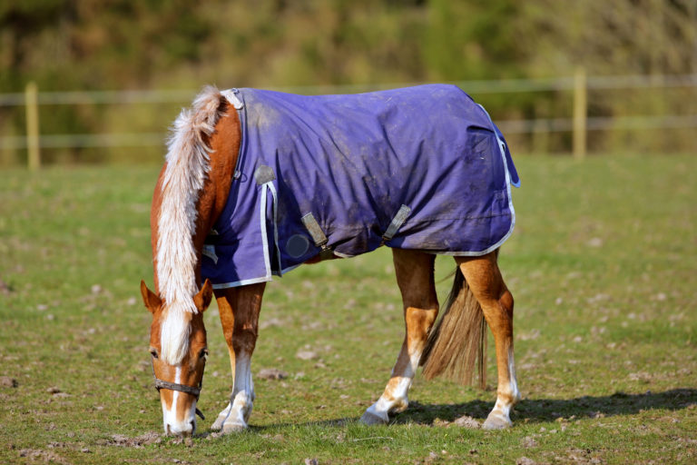 blanket-horse-dirty-outside-iStock-535468833-credit-Dhoxax-2400