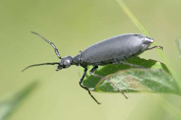Blister-beetle-David-Cappaert-MSU-Bugwood-1