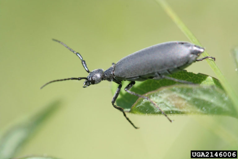 Blister-beetle-David-Cappaert,-MSU,-Bugwood