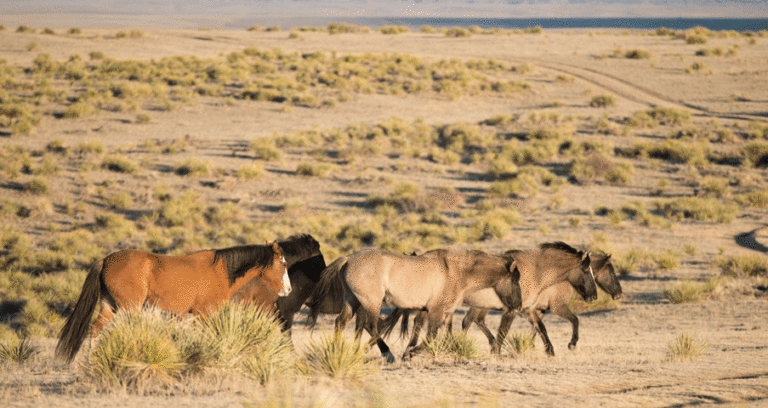 BLM and Wyoming Honor Farm Host Wild Horse Adoption promo image
