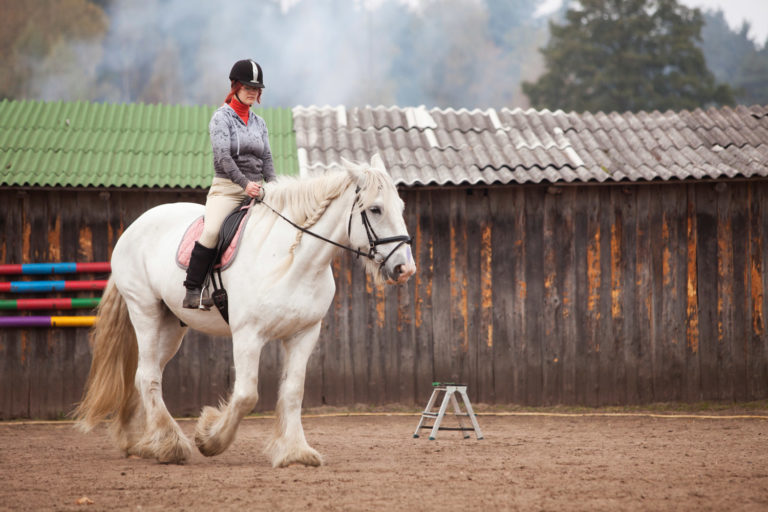 Bodyweight Estimations for Adult Horses promo image