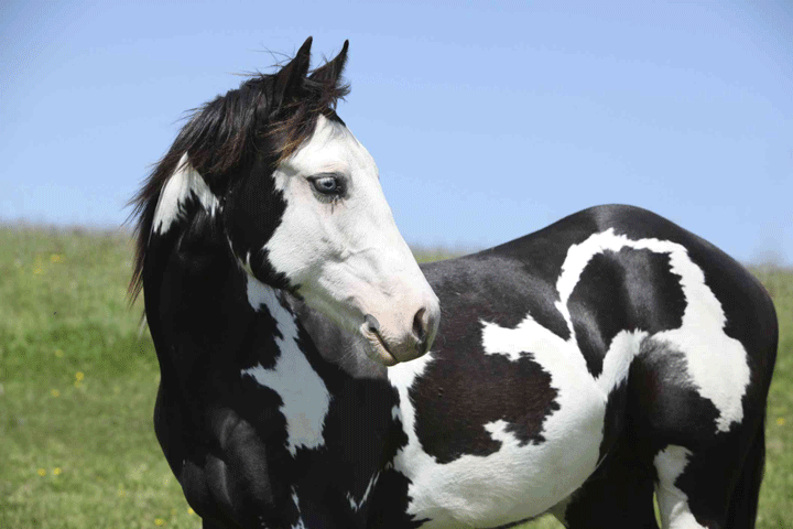 Breeding Stallions Require More Vitamin E promo image