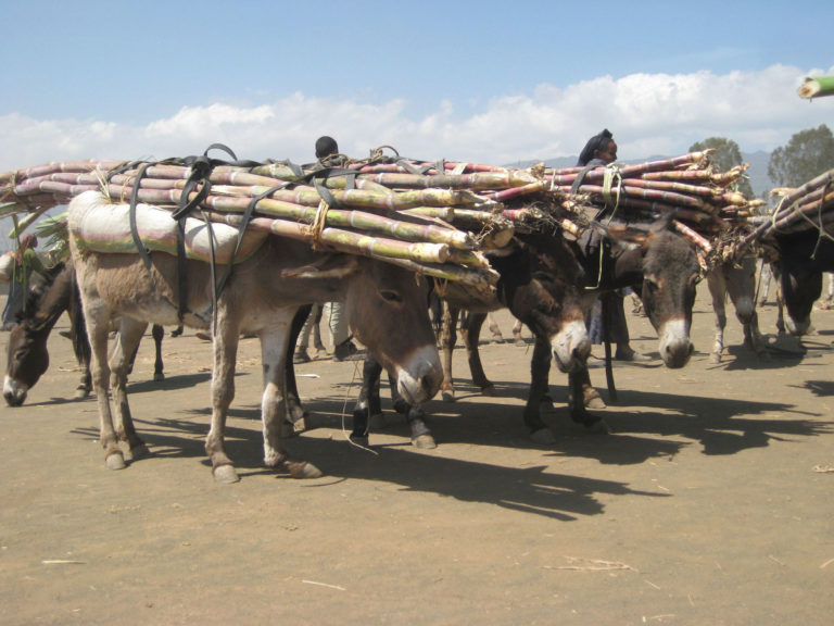 Brooke_overloaded-donkeys-in-Ethiopia-carrying-heavy-and-badly-loaded-sugar-cane-2400