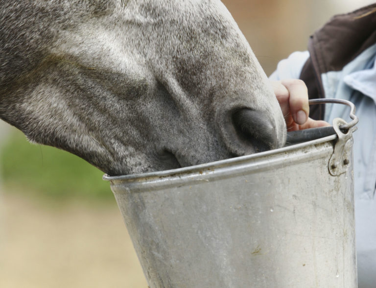 bucket-horse-drinking-2400
