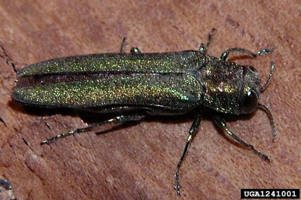 Bugwood