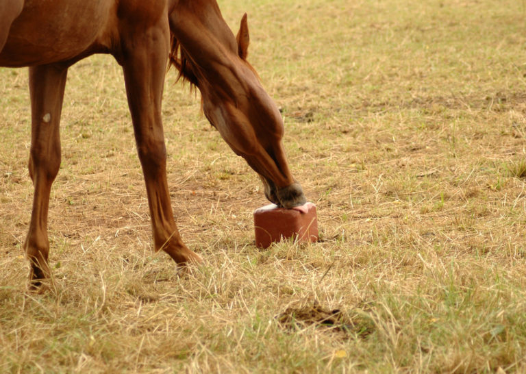 Can Horses and Cattle have Same Salt or Mineral Blocks? promo image