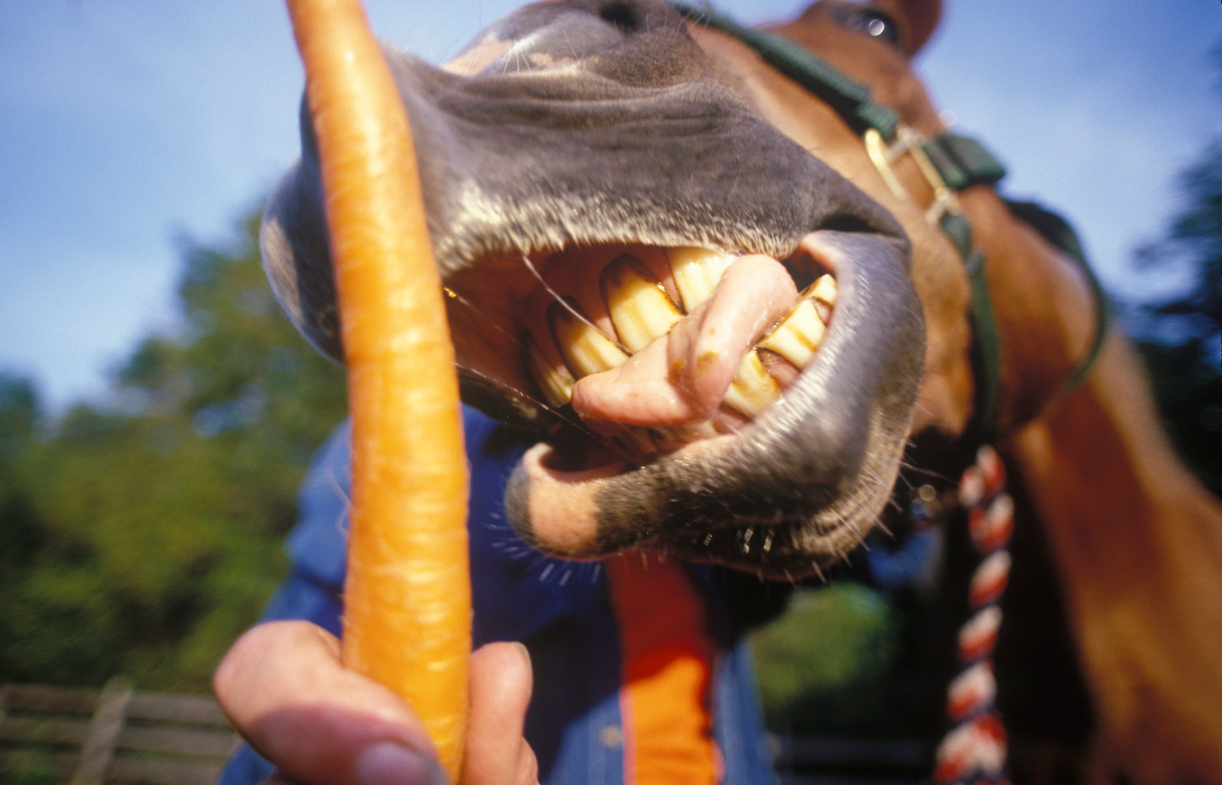 Is It Safe To Feed Horses Carrots What Every Owner Should Know Is It Safe To Feed Horses Carrots What Every Owner Should Know