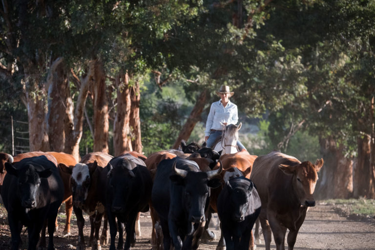 cattle-moving-horse-woman-iStock-Nattrass-1078112430-2400