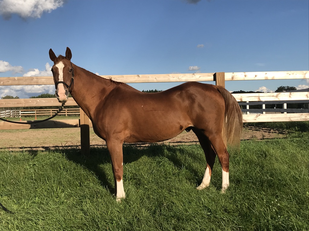 Certified Horsemanship Association Celebrates School Horses