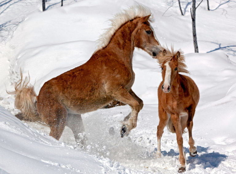 Cold-Weather Tips for Horse Owners from Penn Vet’s New Bolton Center promo image