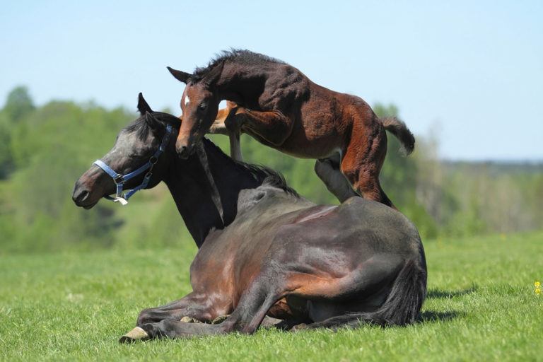 Common Internal Parasites and Life Cycles promo image