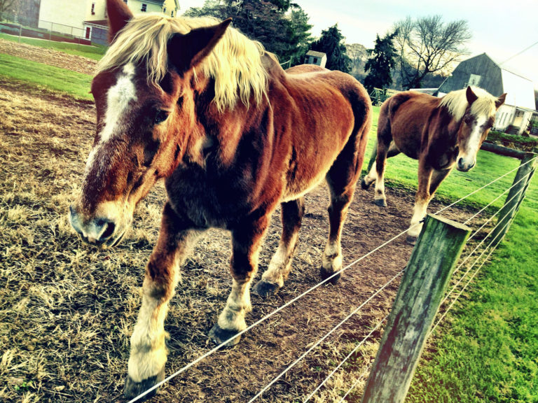 Control Weeds in Drylots for Horses Needing Low Starch Diets promo image