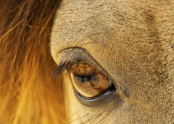 Corneal Transplants in the Horse promo image