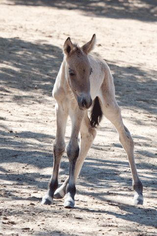 Denver Zoo Welcomes Endangered Przewalski's Horse Foal promo image