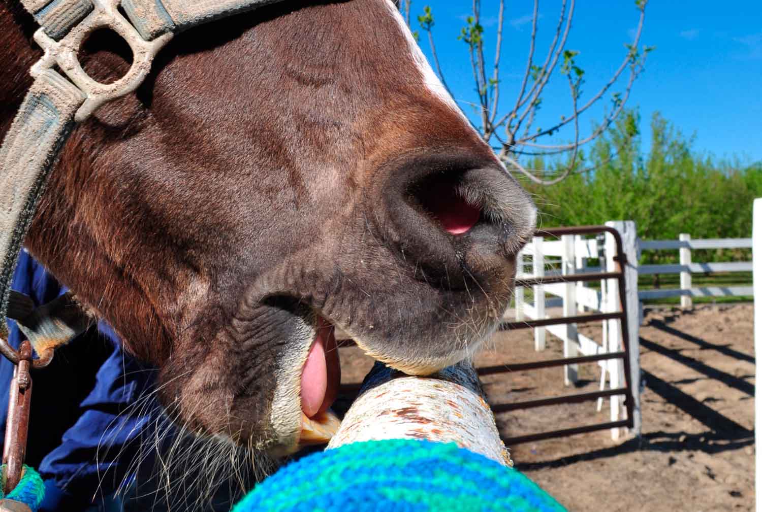 Deterrents for Cribbing Horses
