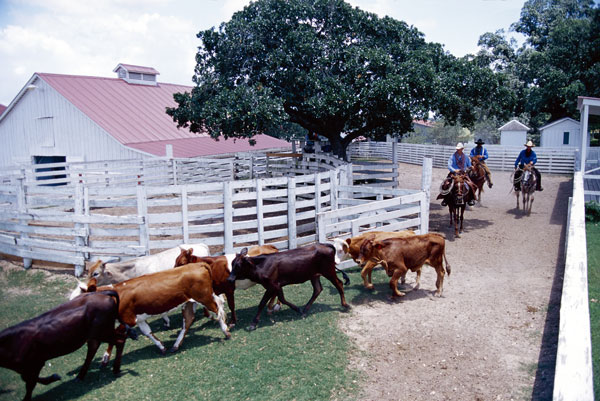 Developing the Sport Horse: Cross Training promo image