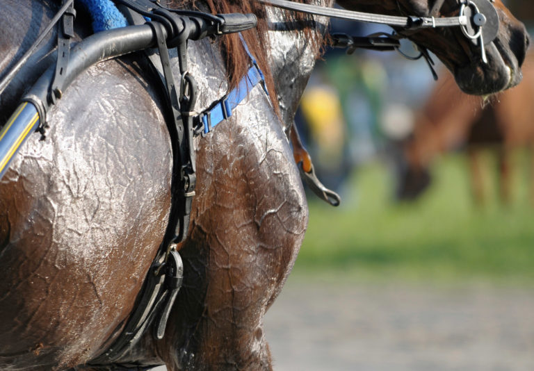 Developing the Sport Horse Part 2: The Importance of Hydration promo image
