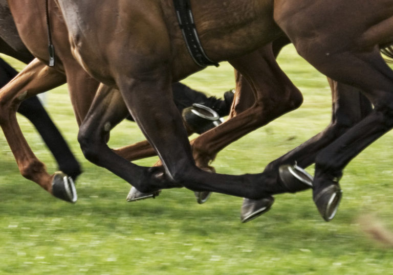 Developing the Sport Horse Part 3 – LEGS! promo image