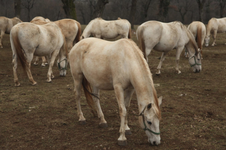Do You Have Too Many Horses? promo image