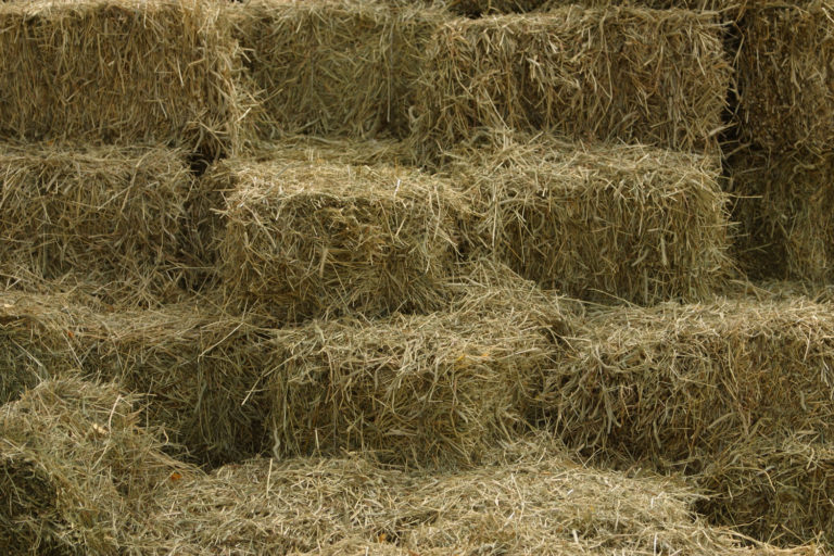 Do You Need to Analyze Your Hay? promo image