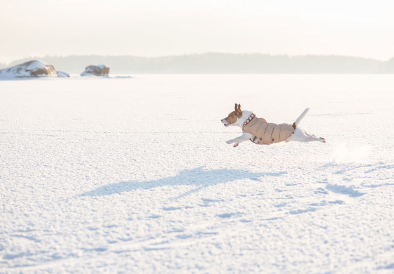 dog-snow-running-field-iStock-857209136-2400