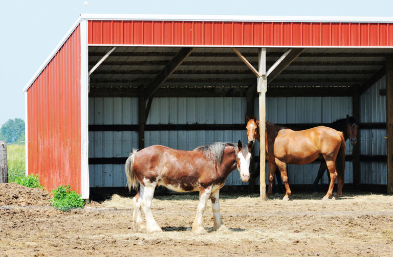 Dry Lot and Shelter Sizes for Horses promo image